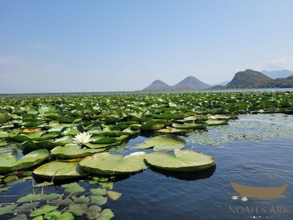 Traditional wooden boat on Lake Skadar with mountain scenery near Virpazar, Montenegro