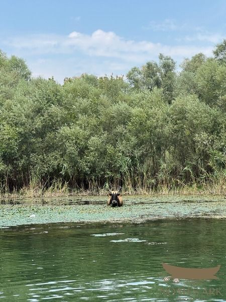 Traditional wooden boat on Skadar Lake beside water lilies and green shores near Virpazar, Montenegro