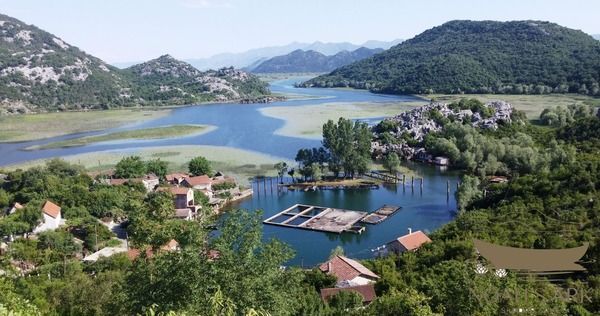 Water lily leaves and flowers covering a sheltered channel on Skadar Lake near Virpazar, Montenegro